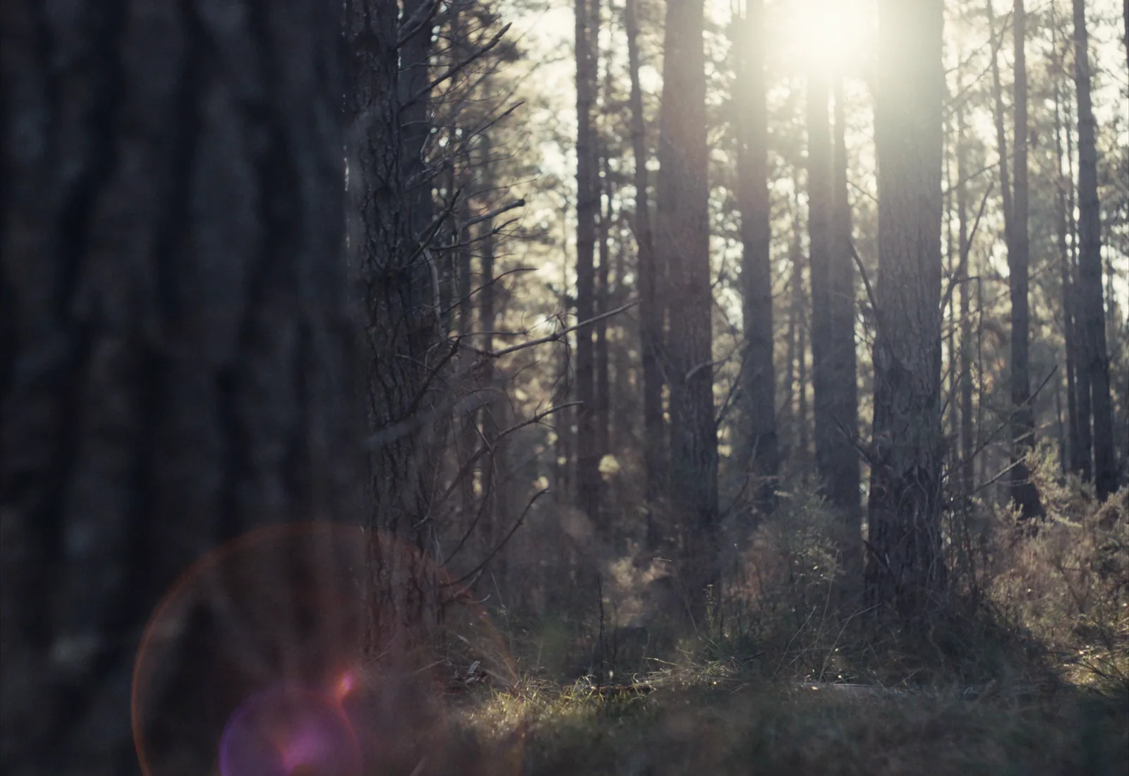 Sun flaring through pine trunks, with violet ghost reflections in the lower left corner and soft foreground trunks.